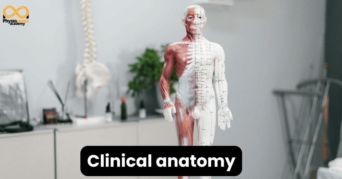 Why Clinical Anatomy Is Essential for Physiotherapists